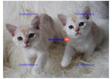 Gccf geregistreerde Aziatische kittens klaar