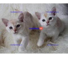 Gccf geregistreerde Aziatische kittens klaar