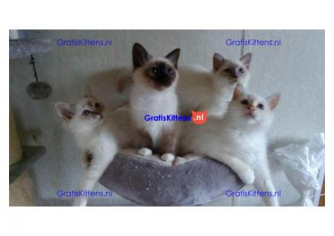 Prachtige Birmaanse kittens