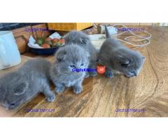 Scottish Fold Kittens te koop