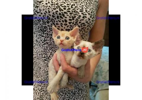 Devon Rex Kittens