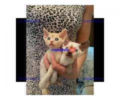 Devon Rex Kittens