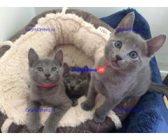 Mooie Russische blauwe kittens