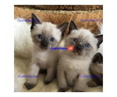 Siamese kittens te koop