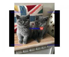 Schattige Britse blauwe korthaar kittens