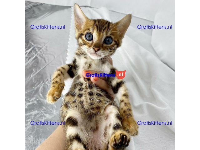 Bengaalse kittens