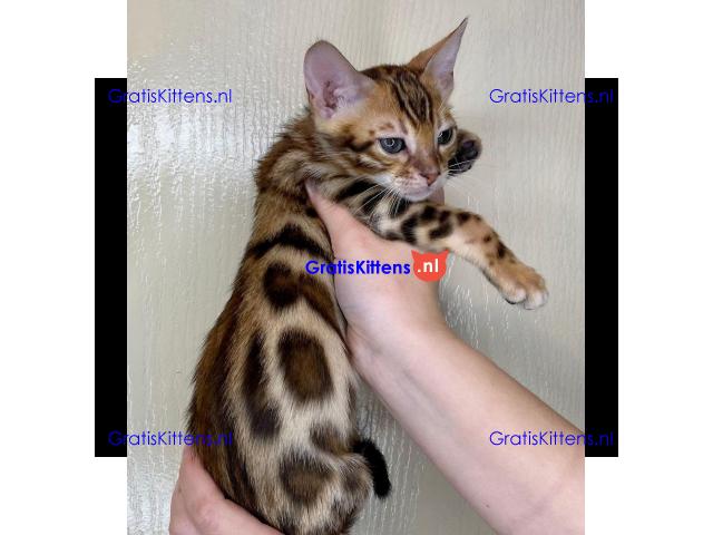 Bengaalse kittens