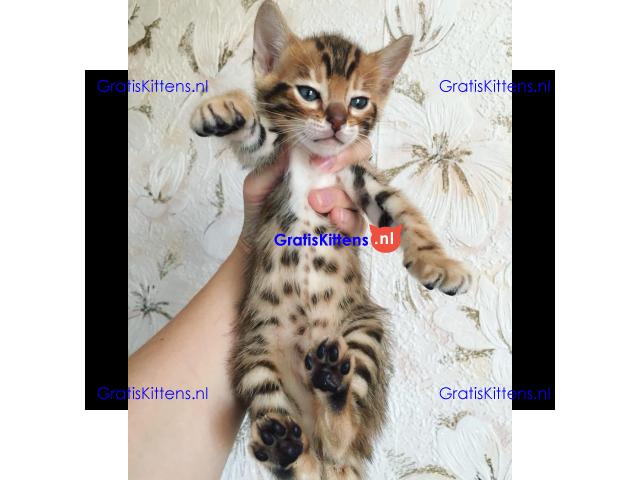 Bengaalse kittens