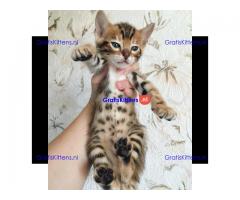 Bengaalse kittens