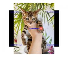 Bengaalse kittens