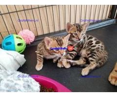 `TICA Geregistreerd Bengaalse kittens