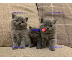 Uitstekende blauwe Britse korthaar kittens