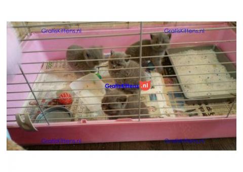 Mooie Britse kort haar Kittens