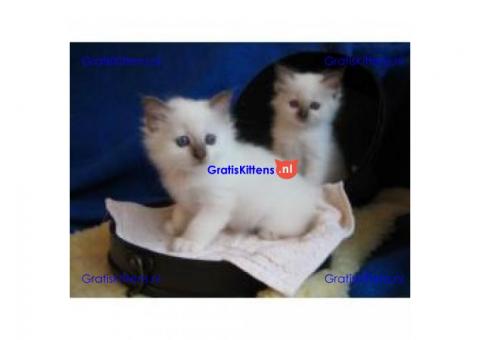 Mooie Birman Kittens