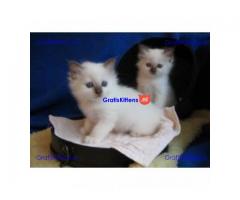 Mooie Birman Kittens