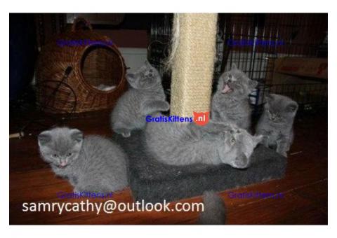 Prachtige Britse korthaar kittens