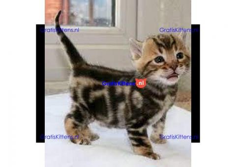 schattige Bengaalse kittens voor adoptie