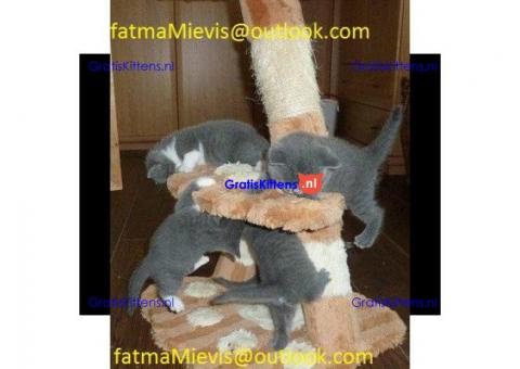 GCCF-geregistreerde Britse korthaar kittens