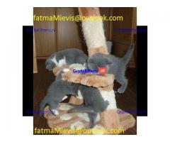 GCCF-geregistreerde  Britse korthaar kittens