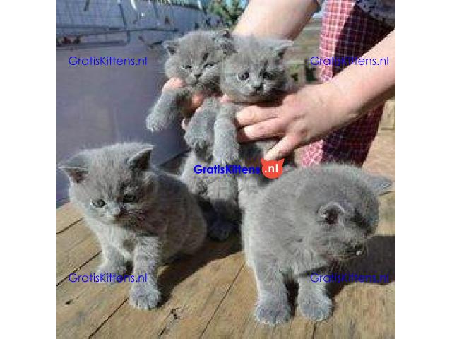 GCCF-geregistreerde  Britse korthaar kittens