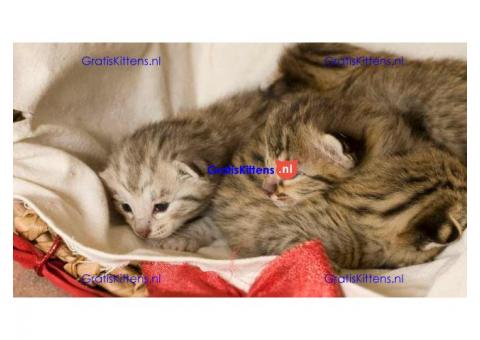 Male and Female Lovely F4 Savannah Kittens