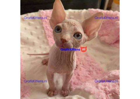 Male  Adorable Sphynx Kittens For Rehoming