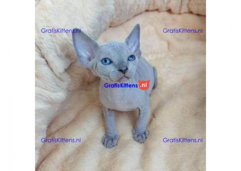 Bambino Male and Female Sphynx Kittens For Rehoming