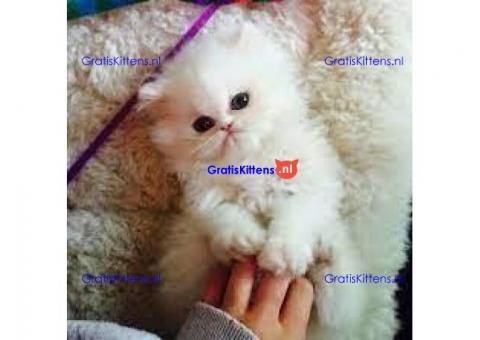White Male and Female Playful Persian Kittens