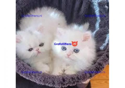 Adorable Persian  Kittens For Rehoming