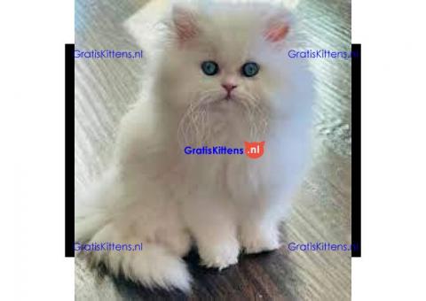 White Male and Female Playful Persian  Kittens