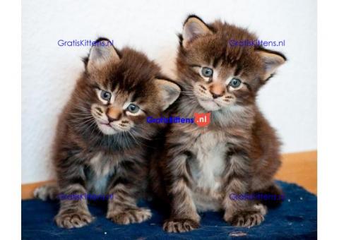 Maine coon kittens klaar