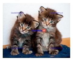 Maine coon kittens klaar