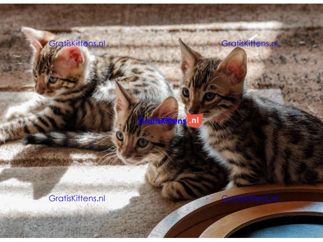 3 prachtige bengalen 11 weken