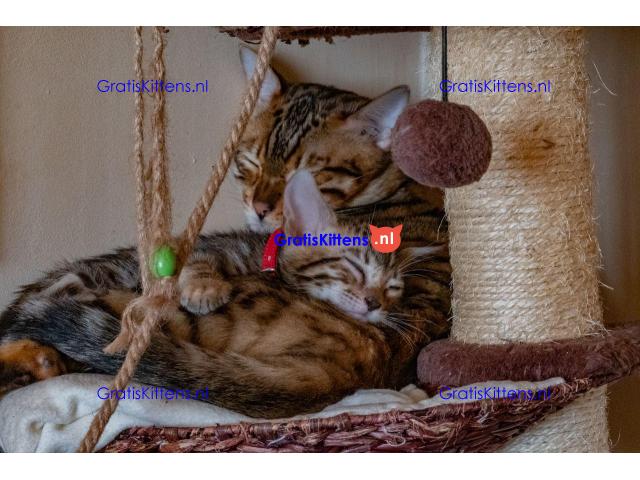 3 prachtige bengalen 11 weken