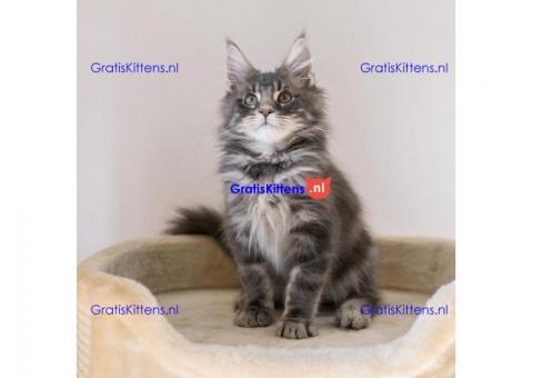 geregistreerde stamboom maine coon kittens