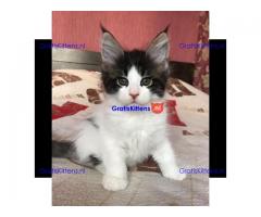 geregistreerde stamboom maine coon kittens