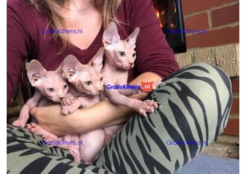 4 prachtige sphynx kittens te koop