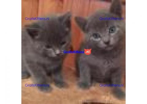 Stamboom Russische blauwe kittens