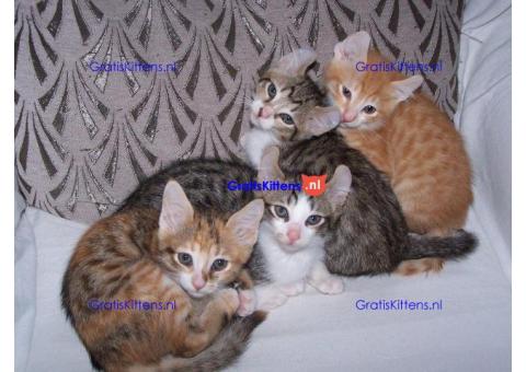 Super stamboom geregistreerde american curl kittens