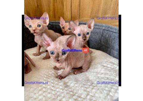 sphynx kittens te koop