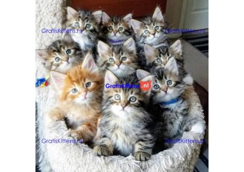 Maine Coon kittens te koop