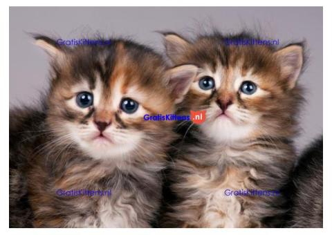 Maine Coon kittens te koop