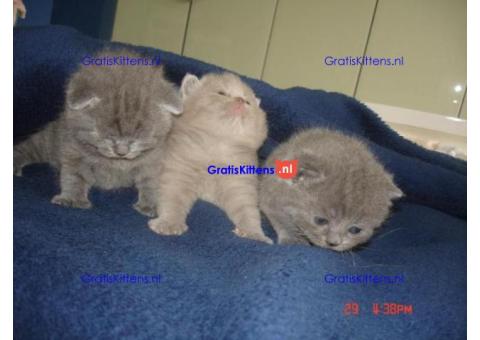 Britse Korthaar/Scottish Fold Blauw en Lilac kitten