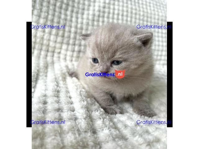 Britse Korthaar/Scottish Fold Blauw en Lilac kitten €150 Whatsapp-nummer: +32 460224753