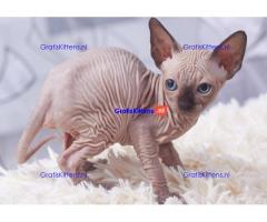 Sphynx kittens