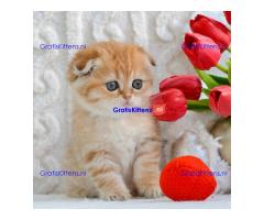 Scottish Fold