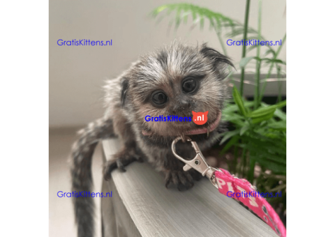 Beautiful Marmoset monkeys available.