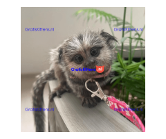 Beautiful Marmoset monkeys available.