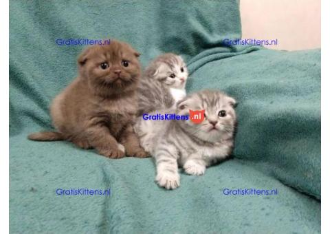 Britse Korthaar/Scottish Fold Blauw en Lilac kitten €  Whatsapp-nummer: +32 460224753