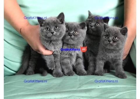 Russische blauwe kittens